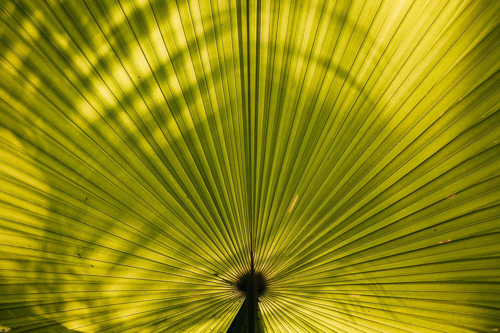 Ombres d'une feuille en Inde